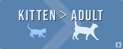 Mijn kitten groeit op, tijd om over te stappen